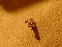 Koleksiyoner profil resmi : Carmen Estevez [aureana]