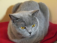 Zberateľov obrázok profilu : : violetine