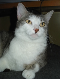 slika profila zbiratelja : BOLLINO