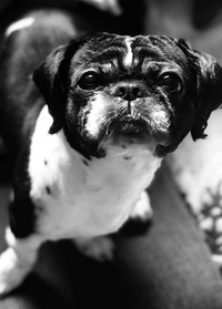 收藏者头像 ： ： Slavomir Kapusta [Kapusta]