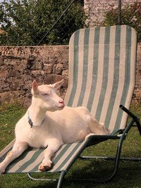 收藏者头像 ： ： Patricia Baloghova [Blahake]