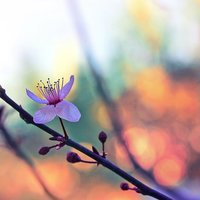 收藏者头像 ： marinochu