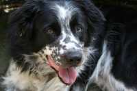 收藏者头像 ： Hans Dietzel [BorderCollie]