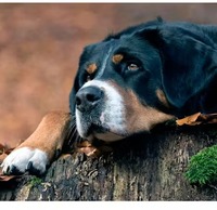 Gyűjtő fényképe: : Петр Никитин [pan2458]