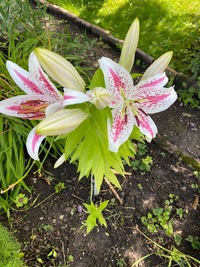 プロフィール画像 ： Jens Liebold [Lippi]