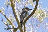 收藏者头像 ： wojder