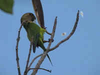 Collector profile picture : Emilio Orta [Emilioorta]