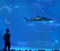 Samlarens porträttbild : Enrique González De Chávez Hernández [enriquegdch]