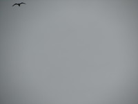 Collector profile picture : Tomas Mlukas [Matomas]