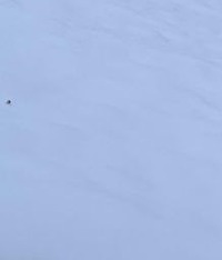 收藏者头像 ： Evgeny Malin [Shmaysel-Mamedov]