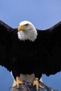 收藏者头像 ： ： Banuta Sandel Raducu [Sandel]