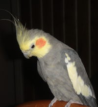 收藏者头像 ： ： Tadeusz Pyzik [Cadiz]