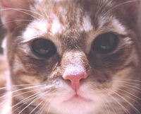 Collector profile picture : Agnieszka Wysocka [ciupaga]