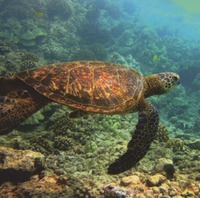 Gambar profil kolektor : : : : Pavel Lauko [pavellauko]