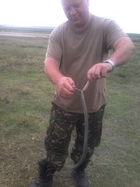 收藏者头像 ： ： Laur Dobrila [lica04]