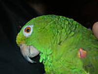 Gyűjtő fényképe: : Gianfranco Danini [gianfrancodanini]