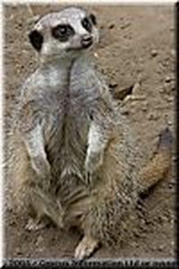 Collector profile picture : Bruce Sullivan [brucerob9]