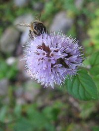 收藏者头像 ： ： Haahm