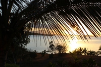 Gambar profil kolektor : : : : FLORE