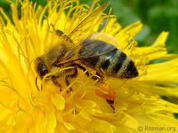 プロフィール画像 ： Mirko Cvetko [marogla]