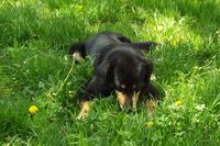 收藏者头像 ： ： Adrian Florin Buhai [scrabblist]