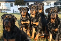 Collector profile picture : Jan Malm [Kokken]