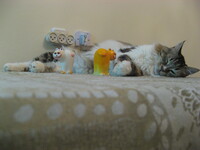 Collector profile picture : Igor Zaretsky [igzar]