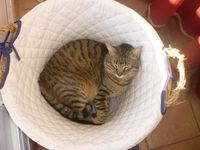 收藏者头像 ： ： Pau Gil Lacoma [p1a9u5]