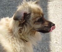 صورة بطاقة العضو : Blas Antonio Perez Garcia [blas0001]