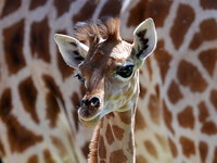 收藏者头像 ： ： wackeribk