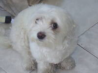 收藏者头像 ： ： Marin Martin [leonsellos]