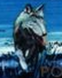 slika profila zbiratelja : grey67