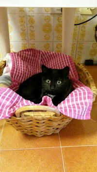 Collector profile picture : Franco Piroli [fancop45]