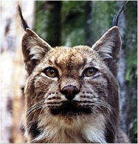 Gambar profil kolektor : : : : Slawek Rys [lynx007]