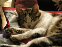 收藏者头像 ： ： Fabrizio Stanzani [goku2]