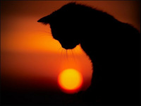 收藏者头像 ： ： katinas