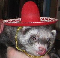 收藏者头像 ： ： Egidijus Petrulis [Lapce]