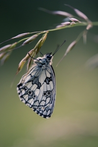 收藏者头像 ： Jean-Pol Authelet [pol55600]