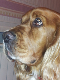 收藏者头像 ： ： Alba Herrero Silva [Alba2002]