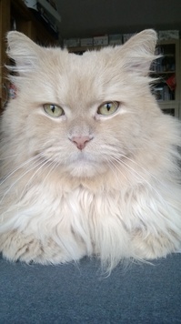 收藏者头像 ： ： DimsB