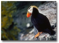 收藏者头像 ： ： Alan Waterman [AlanWaterman]