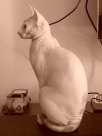 Profilbild des Sammlers : Sergio Aglio [aglioween]