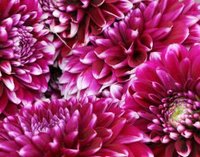 プロフィール画像 ： BeckUSA