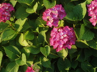 slika profila zbiratelja : micharcol