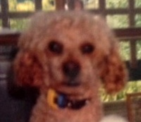 foto do seu perfil de Colecionador : davidt