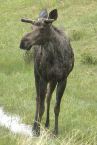 Zberateľov obrázok profilu : : Germinal