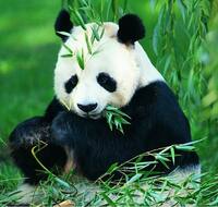 收藏者头像 ： ： Yan Tony [tonyyan76]