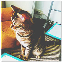 收藏者头像 ： ： pontyo