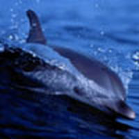 收藏者头像 ： ： Nikolay Mironov [Pimus]