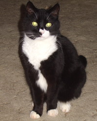 收藏者头像 ： ： tiger1315